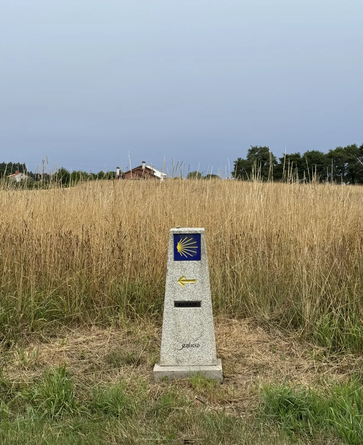 Mojon del Cammino con la freccia gialla in un campo di grano